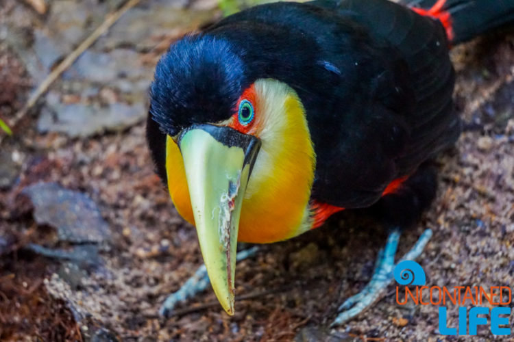 Parque das Aves, Iguassu, Brazil, Birds, Uncontained Life