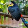 Parque das Aves, Iguassu, Brazil, Uncontained Life