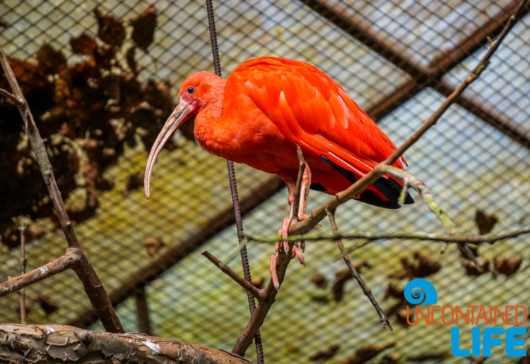 Parque das Aves, Iguassu, Brazil, Birds, Uncontained Life