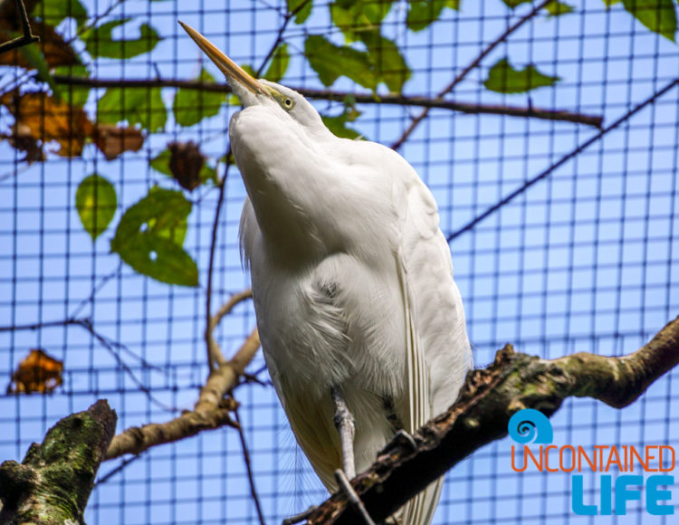 Parque das Aves, Iguassu, Brazil, Birds, Uncontained Life