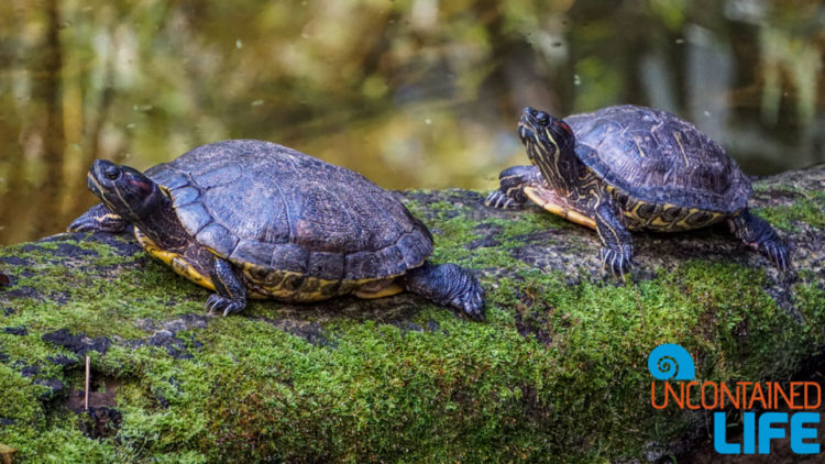 Parque das Aves, Iguassu, Brazil, Turtles, Uncontained Life