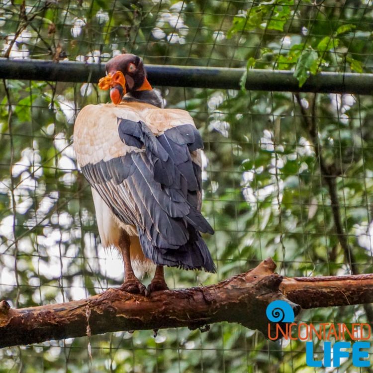 Parque das Aves, Iguassu, Brazil, Birds, Uncontained Life