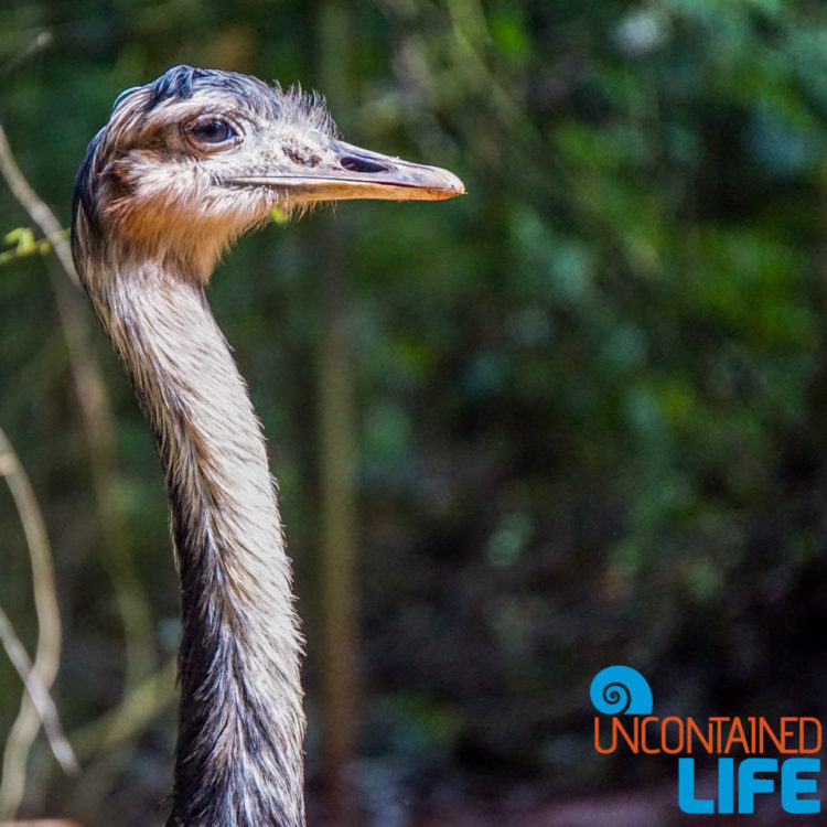 Parque das Aves, Iguassu, Brazil, Birds, Uncontained Life