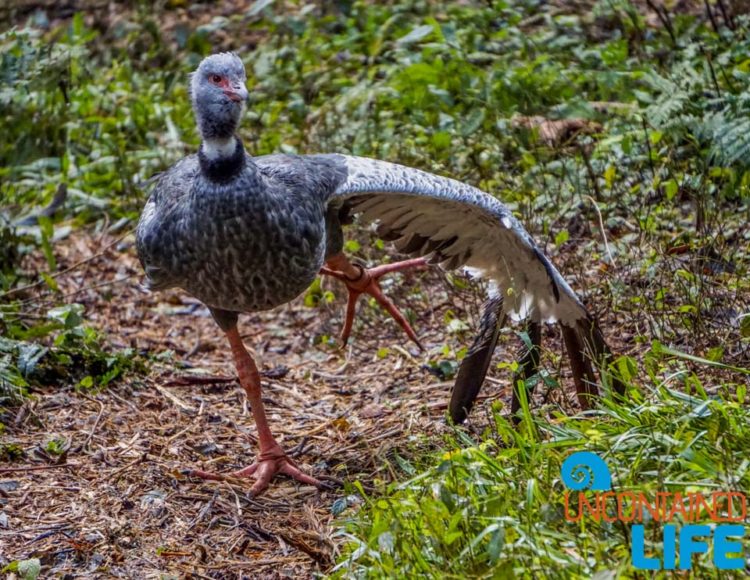 Parque das Aves, Iguassu, Brazil, Birds, Uncontained Life