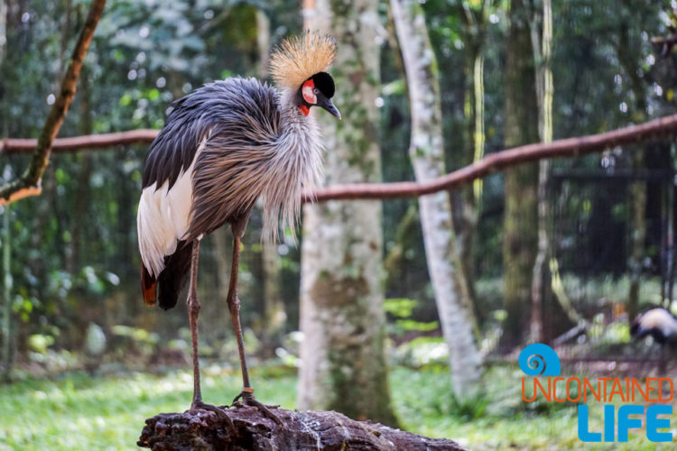 Parque das Aves, Iguassu, Brazil, Birds, Uncontained Life