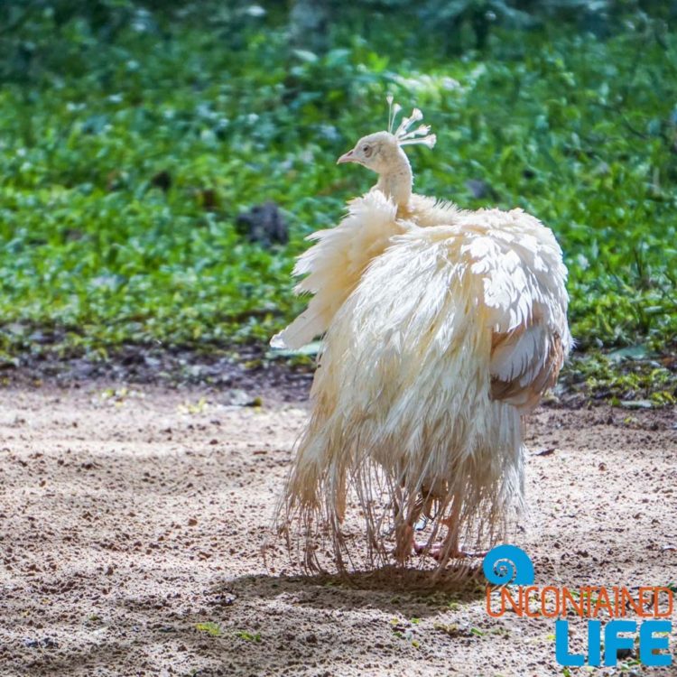 Albino Peacock, Parque das Aves, Iguassu, Brazil, Birds, Uncontained Life