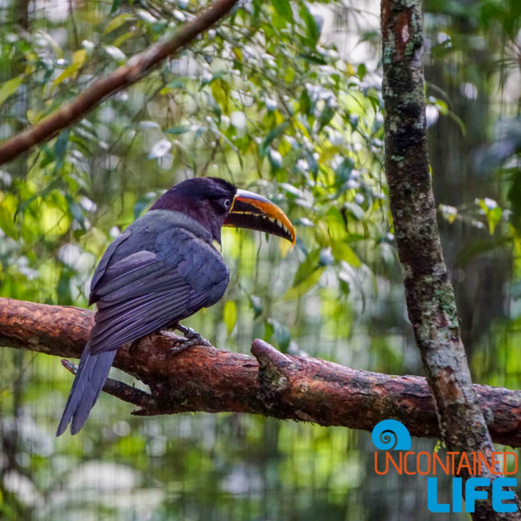 Parque das Aves, Iguassu, Brazil, Birds, Uncontained Life