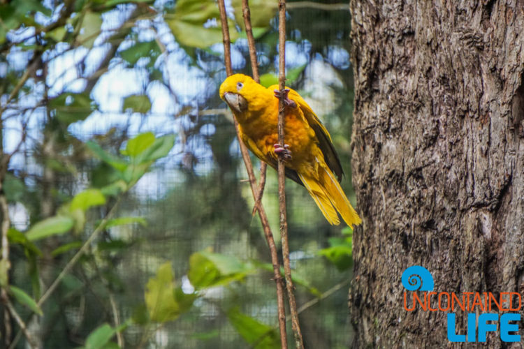 Parque das Aves, Iguassu, Brazil, Birds, Uncontained Life