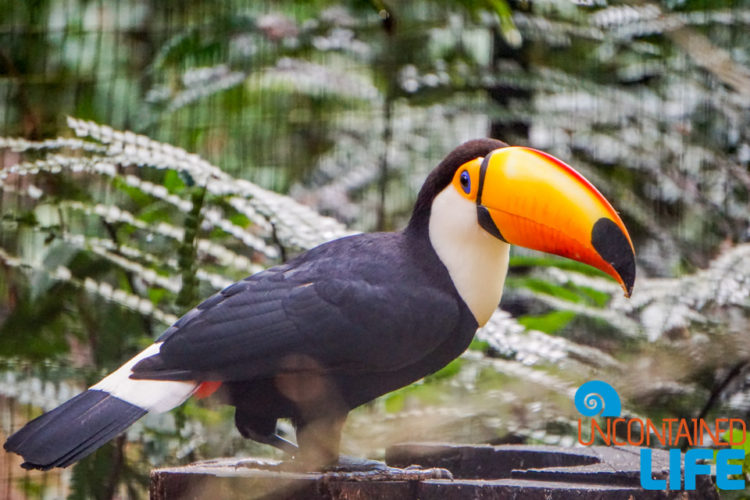 Parque das Aves, Iguassu, Brazil, Birds, Uncontained Life