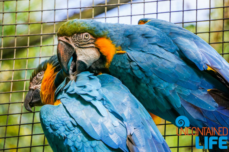 Parque das Aves, Iguassu, Brazil, Birds, Uncontained Life