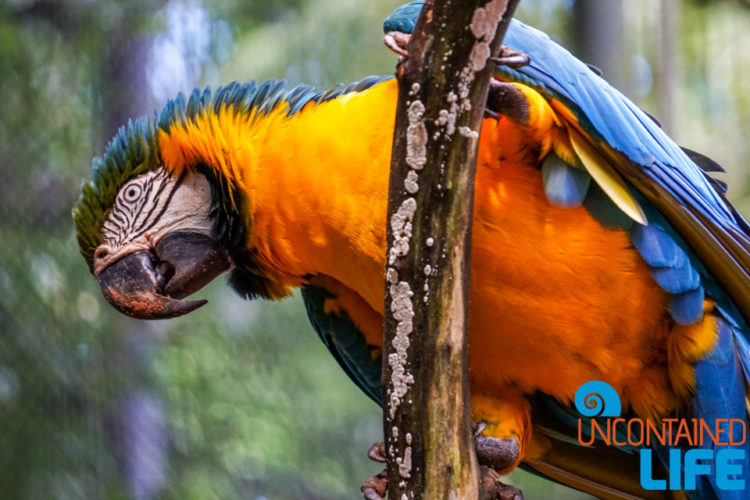 Parque das Aves, Iguassu, Brazil, Birds, Uncontained Life