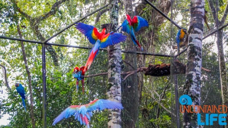 Parque das Aves, Iguassu, Brazil, Birds, Uncontained Life