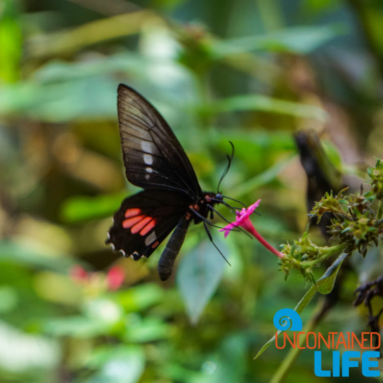 Parque das Aves, Iguassu, Brazil, Butterfly, Uncontained Life