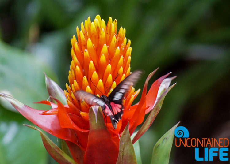 Parque das Aves, Iguassu, Brazil, Butterfly, Uncontained Life