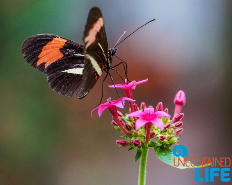 Parque das Aves, Iguassu, Brazil, Butterfly, Uncontained Life