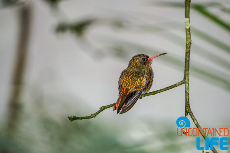 Parque das Aves, Iguassu, Brazil, Hummingbird, Uncontained Life