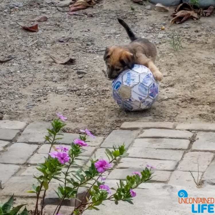 Puppy, Soccer, Visiting Mancora, Peru, Uncontained Life