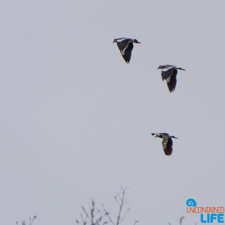 Flying Birds, Horseback Riding in San Agustin, Colombia, Uncontained Life