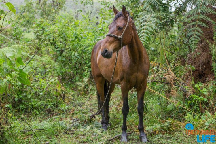 Horse, Horseback Riding in San Agustin, Colombia, Uncontained Life
