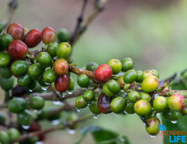 Coffee, Horseback Riding in San Agustin, Colombia, Uncontained Life