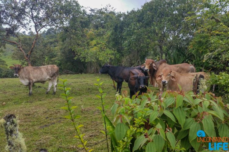 Cows, Horseback Riding in San Agustin, Colombia, Uncontained Life