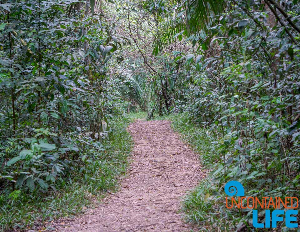 Jungle, Visit to the Peruvian Amazon, Puerto Maldonado, Peru, Uncontained Life