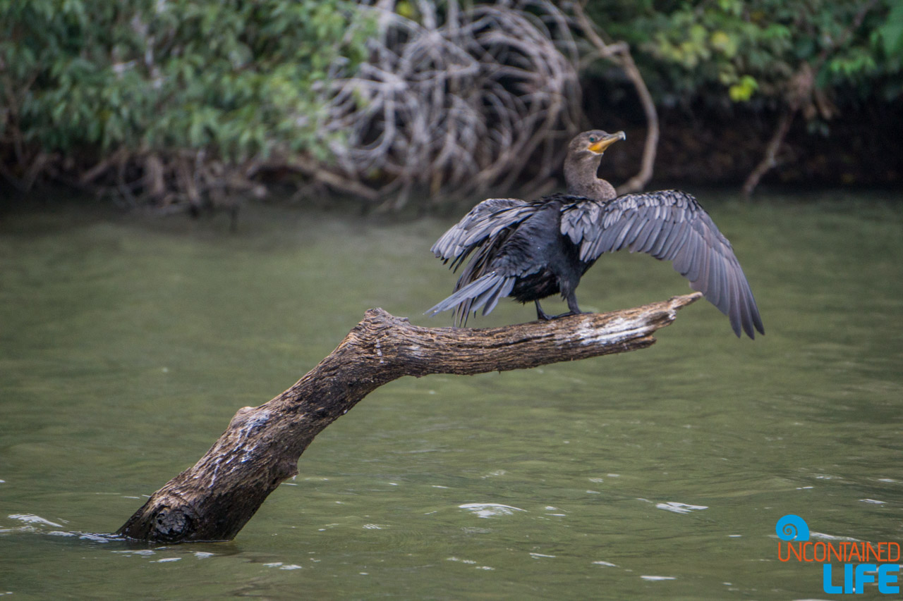 Birds, Wildlife, Visit to the Peruvian Amazon, Puerto Maldonado, Peru, Uncontained Life