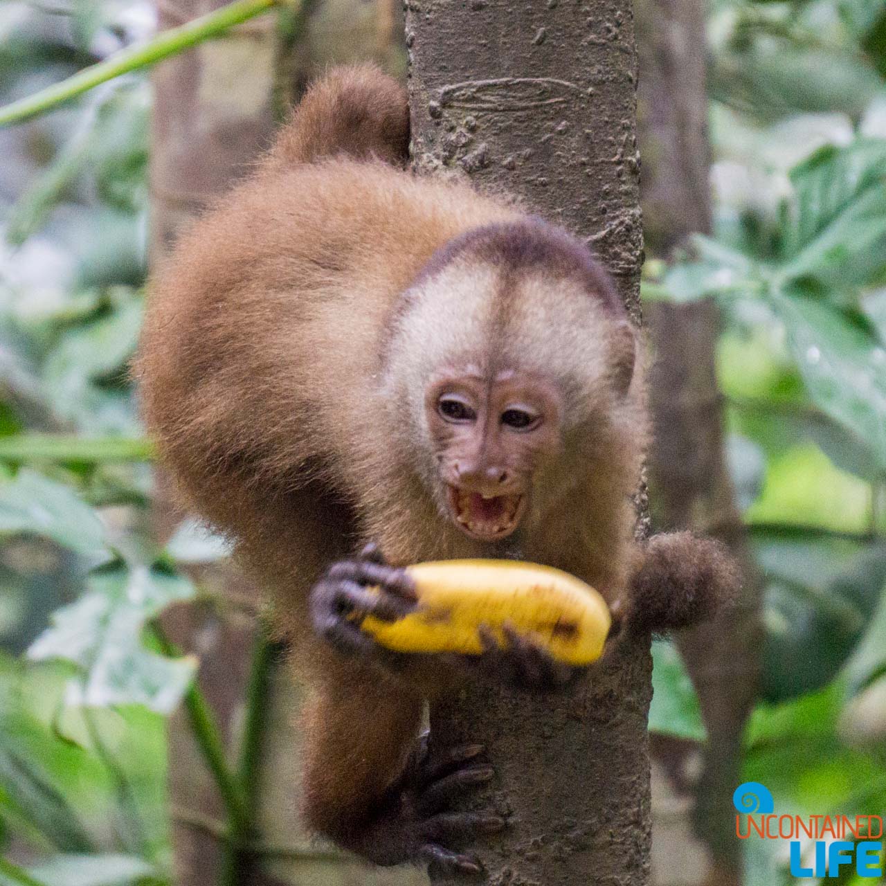 Monkey, Visit to the Peruvian Amazon, Puerto Maldonado, Peru, Uncontained Life