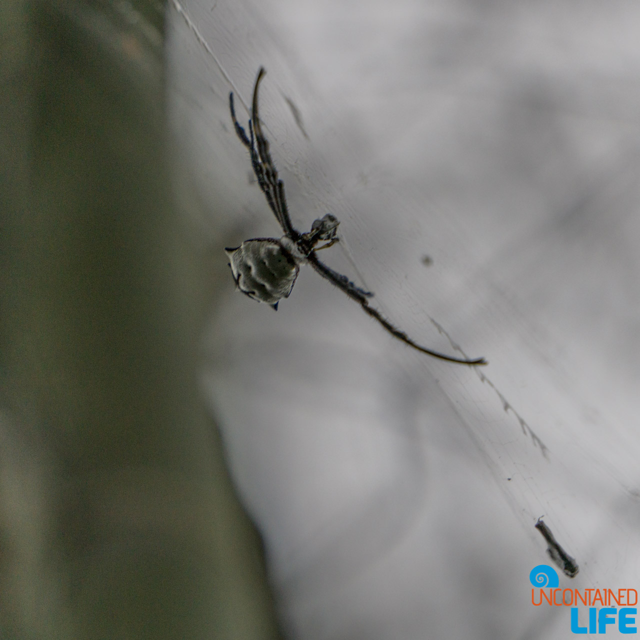 Spider, Visit to the Peruvian Amazon, Puerto Maldonado, Peru, Uncontained Life