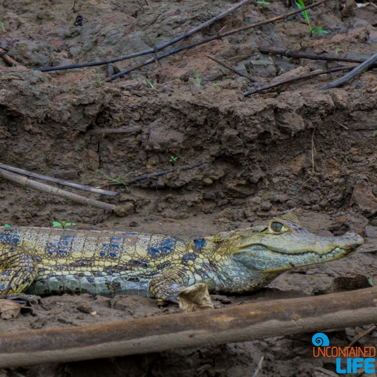 Cayman, Wildlife, Visit to the Peruvian Amazon, Puerto Maldonado, Peru, Uncontained Life