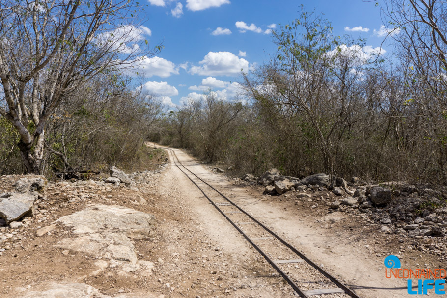 Yucatan cenotes, Merida, Mexico, Uncontained Life