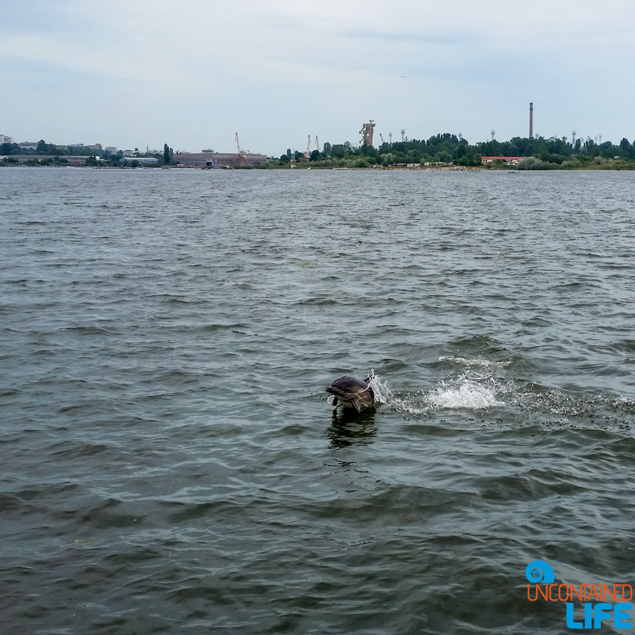 Dolphin, Visit Varna, Bulgaria, Uncontained Life