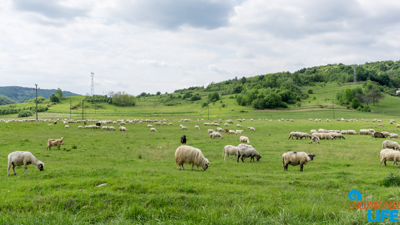 Sheep, Road Trip through Transylvania, Romania, Uncontained Life