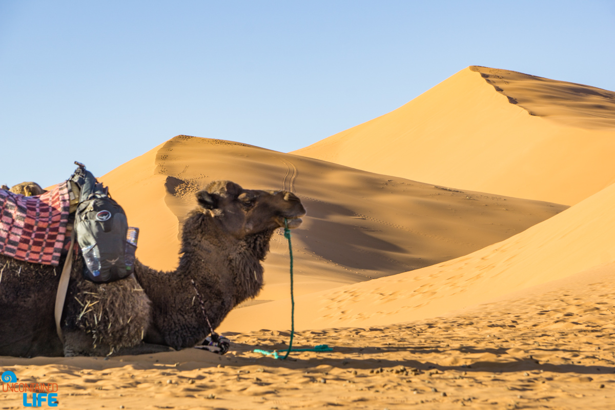 Camel, Visiting the Sahara Desert in Morocco, Uncontained Life