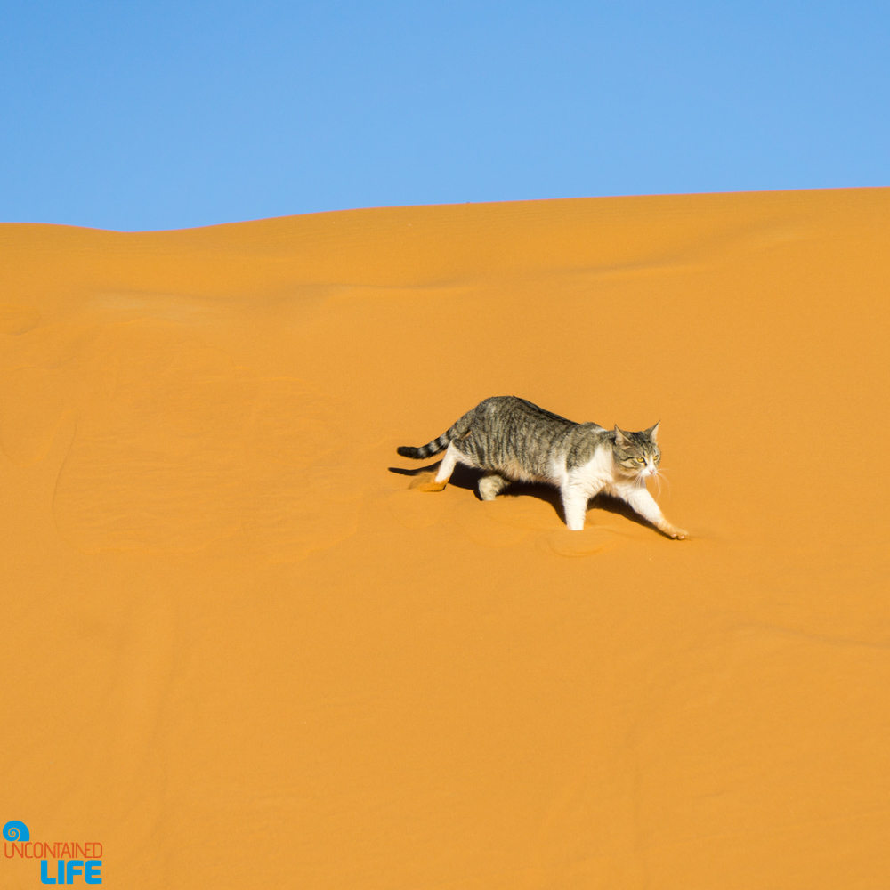 Desert Cat, Visiting the Sahara Desert in Morocco, Uncontained Life