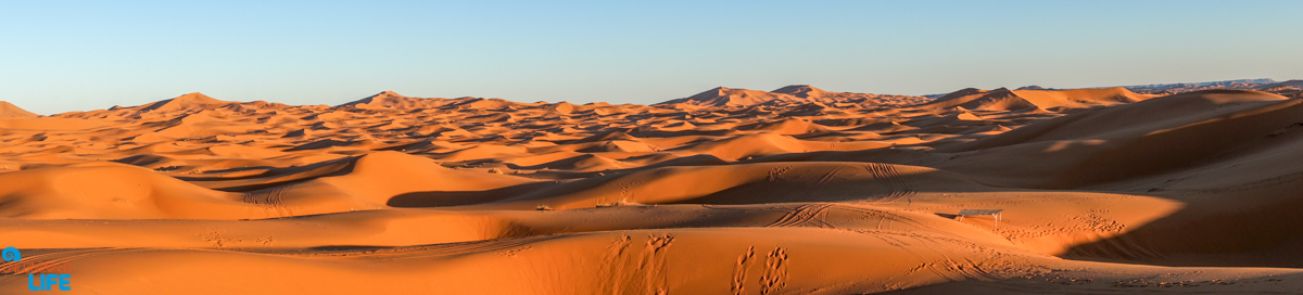 Visiting the Sahara Desert in Morocco, Uncontained Life