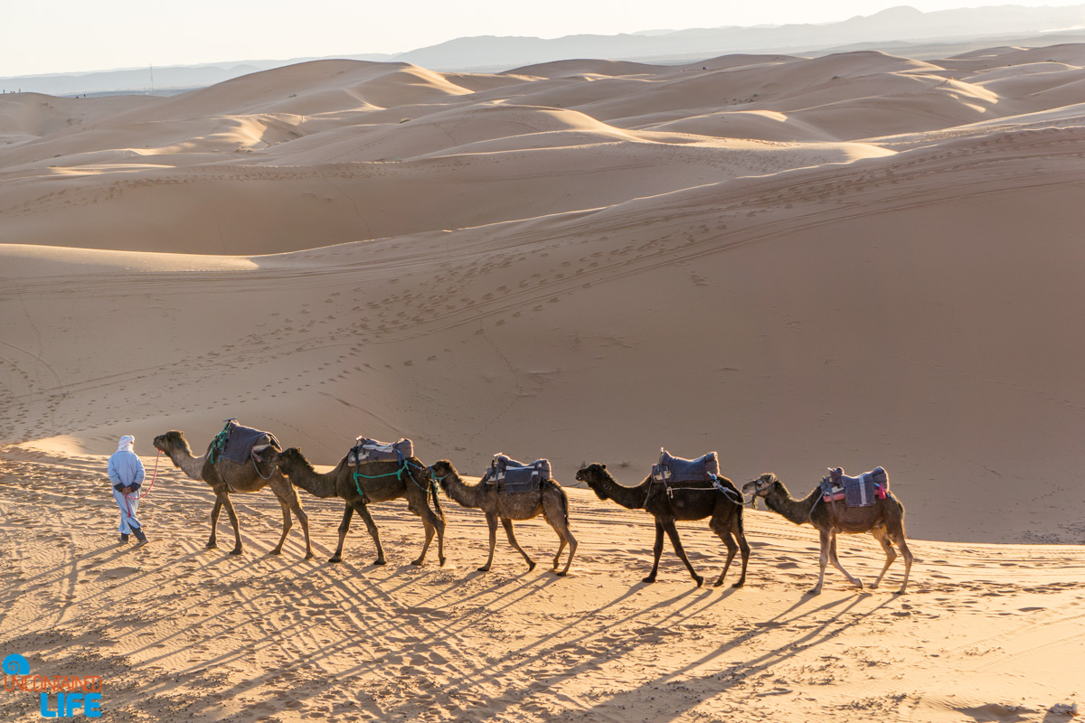 Camel Caravan, Visiting the Sahara Desert in Morocco, Uncontained Life