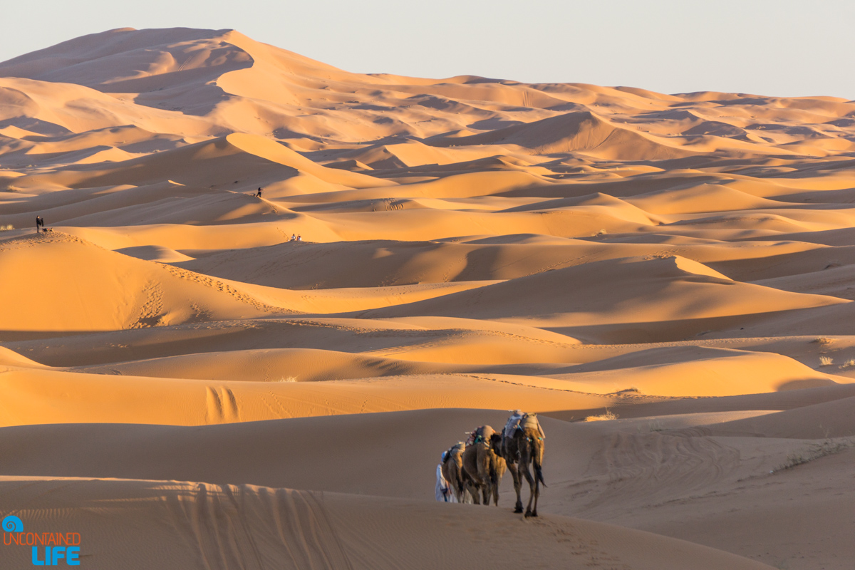 Dunes, Camels, Visiting the Sahara Desert in Morocco, Uncontained Life
