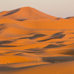 Visiting the Sahara Desert in Morocco, Uncontained Life