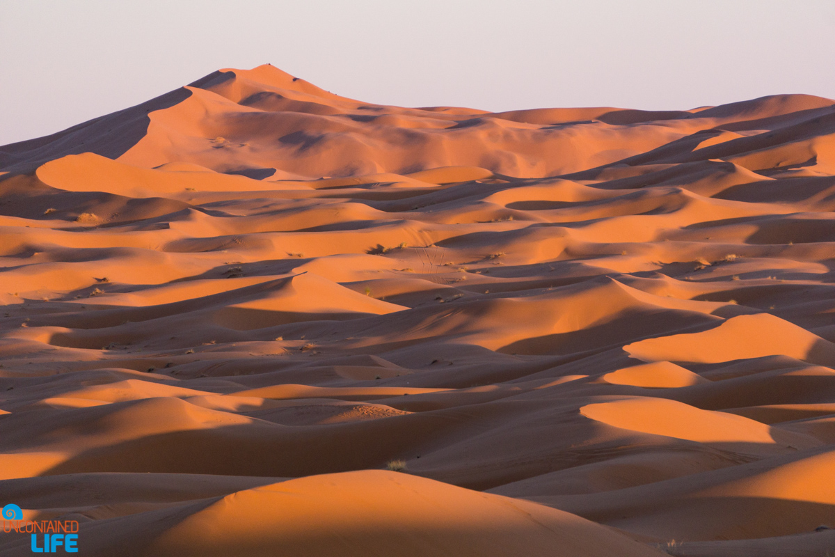 Visiting the Sahara Desert in Morocco, Uncontained Life