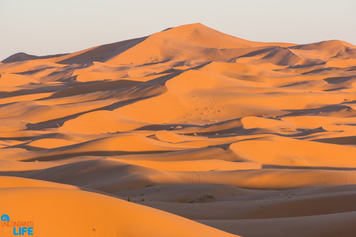 Visiting the Sahara Desert in Morocco, Uncontained Life
