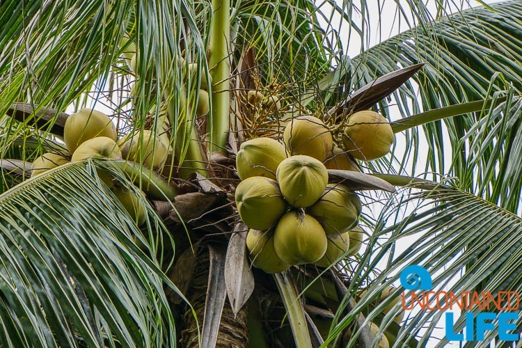 3 Days in Eden: the Mangrove Resort in Langogan, Palawan - Uncontained Life